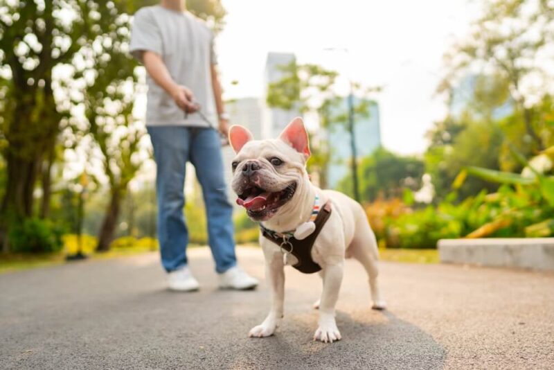 best pet friendly communities in Dubai